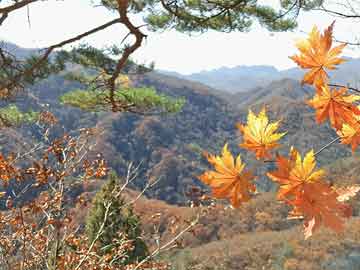 2025新澳芳草地資料和今晚澳門9點35分開獎實用性解讀,全面釋義、解釋與落實與虛假宣傳-全面釋義、解釋與落實
